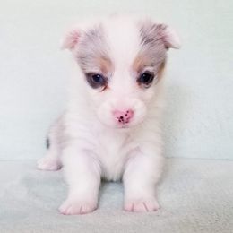 American Corgi and Pembroke Welsh Corgi Puppies from Whimsical Treasure Corgis