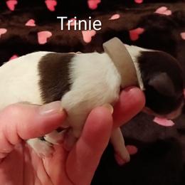 Trinie - Parti female Miniature Schnauzer puppy in Midland, Texas from Shebbies Puppy Palace
