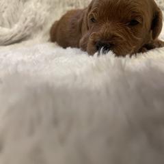 Poodle Puppies from Amelia Castro