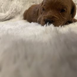 Poodle Puppies from Amelia Castro