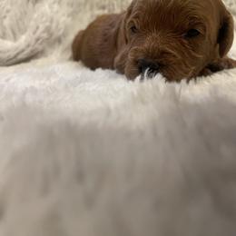 Poodle Puppies from Amelia Castro