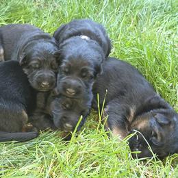 German Shepherd puppies from Elite Von Haus German Shepherds