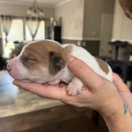 Dachshund Puppies from Branton Family Dachshunds
