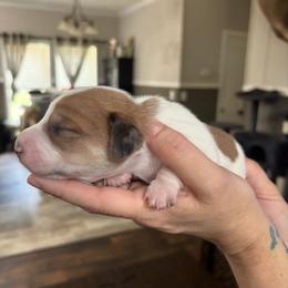 Dachshund Puppies from Branton Family Dachshunds