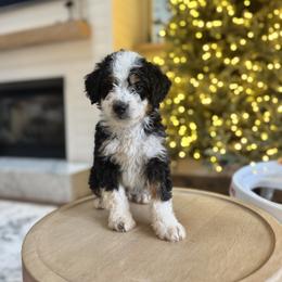 Bernedoodle Puppies from SR. Doodle pupps