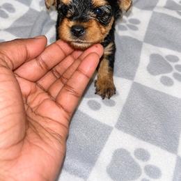Porky - Black and tan male Yorkshire Terrier puppy in Gastonia, North Carolina from Banks Dynasty Kennel