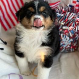 Girl 4 - Black tri-color female Australian Shepherd puppy in Casco, Michigan from Colorful Dreamers Australian Shepherds
