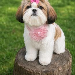 Nairobi - Shih Tzu