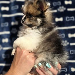 Chocolate Sable Parti Girl - Chocolate sable female Pomeranian puppy in Burleson, Texas from Diamond Deluxx Frenchies