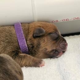 Purple Collar - Blue brindle female American Bully puppy in Easton, Maryland from Night Court Bullies