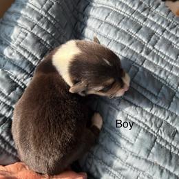 Pretty Good Boy Love You - Black and tan male Pembroke Welsh Corgi puppy in Blaine, Tennessee from Rose Brier Pembroke Welsh Corgis