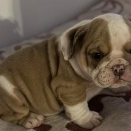 Girl- lilac/white tri - Fawn Bulldog puppy in Alexandria, Virginia from Stacey D’s Bulldogs