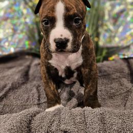 Male 2 - Black brindle male American Staffordshire Terrier puppy in Springfield, Illinois from Prairieland Kennels