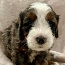 Benny - Merle male Bernedoodle puppy in Sandy, Oregon from MC Doodles