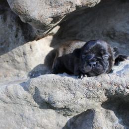 Girl 1 - female French Bulldog puppy in Saucier, Mississippi from Mississippi Sound Frenchies
