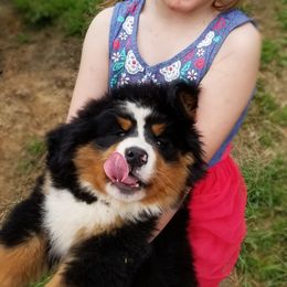 Bernese Mountain Dog Puppies from Barefoot Springs Bernese Mountain Dogs