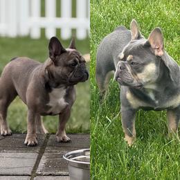 French Bulldog puppies from K&J Frenchies