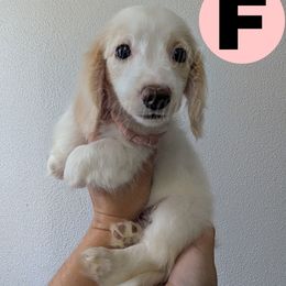 5 Witch Hazel - Cream female Dachshund puppy in Central Point, Oregon from MRS Long Dog Ranch