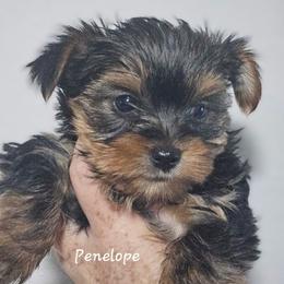 Penelope - Black and tan female Yorkshire Terrier puppy in West Plains, Missouri from Brinkley Yorkies