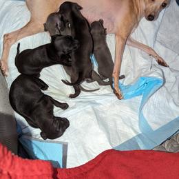 Italian Greyhound Puppies from Noblewinds