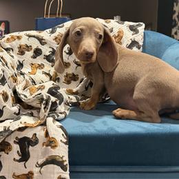 Rocky - Fawn (isabella) and tan male Dachshund puppy in Hudson, Michigan from Mittentail Kennel Miniature Dachshunds & Australian Shepherds