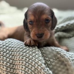 Cookie - Dapple male Dachshund puppy in Vancouver, Washington from Cascade Minis