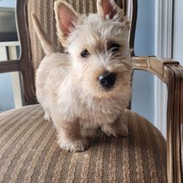 Scottish Terrier Puppies from Schulte's  Scottish Terriers