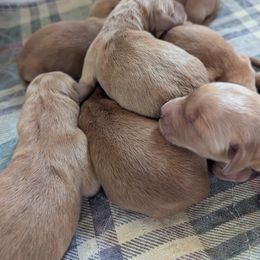Garlic (female 2) - Dark golden female Golden Retriever puppy in Wendell, Minnesota from Floden Farm Golden Retrievers