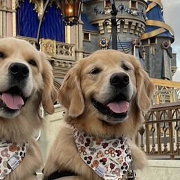 Golden Retrievers from Bailey's Golden Retrievers