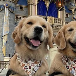 Golden Retrievers from Bailey's Golden Retrievers