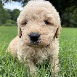 Red - Cream male Goldendoodle puppy in Winston, Georgia from Grandview Goldendoodles