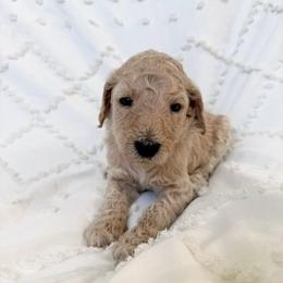 Bluebell - Cream female Labradoodle puppy in Kingman, Arizona from The Dood Ranch