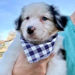Four Roses - Blue merle female Australian Shepherd puppy in Camp Verde, Arizona from Bullet & Whiskey’s Pups
