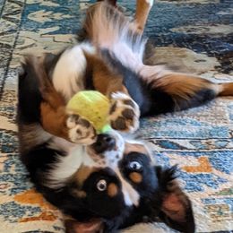 Australian Shepherds and Miniature Australian Shepherds from Copper Bottom Farm