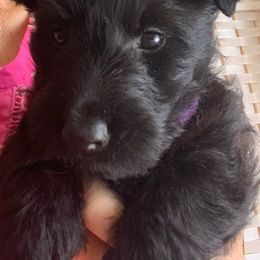 Scottish Terrier puppies from Green Meadows Scottish Terriers