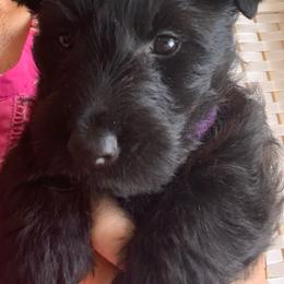Scottish Terrier puppies from Green Meadows Scottish Terriers