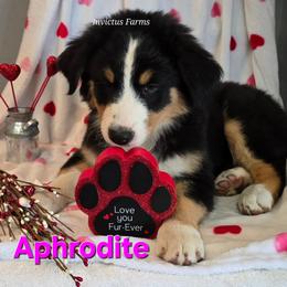 Aphrodite - Black tri-color female Australian Shepherd puppy in Smithfield, Utah from Invictus Farms