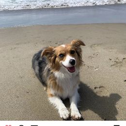 American Corgi, Companion Cross, Miniature Australian Shepherd, and Pembroke Welsh Corgi All Grown Up from FreckledCowgirlCorgis