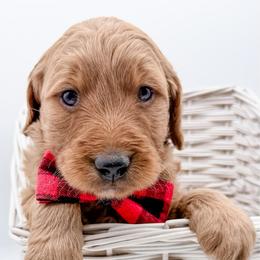 Pluto - Red  male Goldendoodle puppy in Mecklenburg County, North Carolina from Rustic Road Doodles