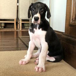 Great Dane Puppies from Beehive Great Danes
