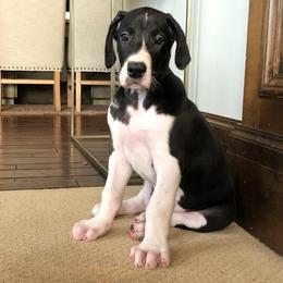 Great Dane Puppies from Beehive Great Danes