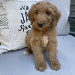 Mack - Apricot male Irish Doodle puppy in Home, Pennsylvania from Plum Creek Acres Next Generation