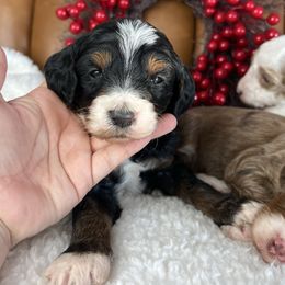 Cole - Phantom male Goldendoodle puppy in Ottawa, Ohio from Simply Beautiful Goldendoodles