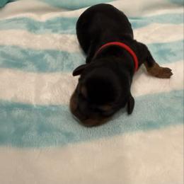 Theo - Black and tan male Cavalier King Charles Spaniel puppy in Ocala, Florida from Ray of Sunshine Spaniels LLC