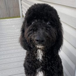 Goldendoodles and Sheepadoodles from Mossy Doodles LLC