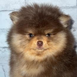 Frost - Chocolate and tan male Pomeranian puppy in Perry County, Ohio from Speechless Pom’s