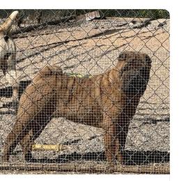 Mariah - Red female Chinese Shar-Pei puppy in Phoenix, Arizona from Center Stage Shar-pei
