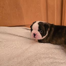 Boy  one - Black brindle and white male Boston Terrier puppy in Walhalla, South Carolina from Dixies  southern  bostons