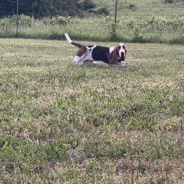 Basset Hound Puppies from The Basset Boutique