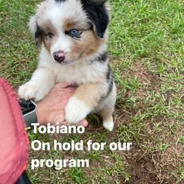 Girl 3 - Miniature American Shepherd puppy in Eclectic, Alabama from Solid Rock Miniature American Shepherds